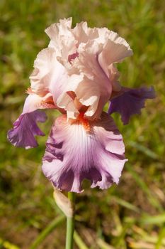 Pink Iris in the Garden