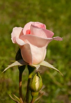 Garden Pink Rose and Bud