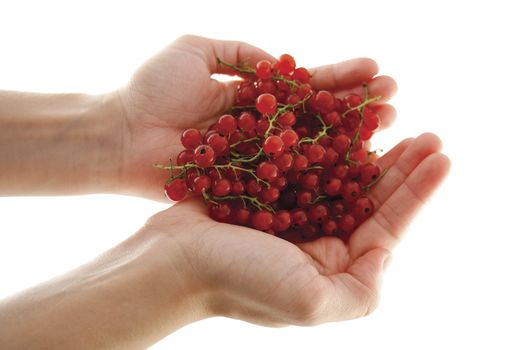 Female hands holding red currant berries isolated on white background