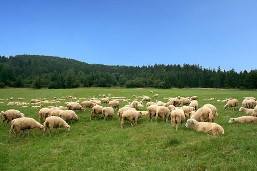 	
Herd of sheep on beautiful mountain pasture 