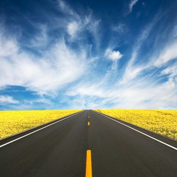 Road between yellow rape seed field 