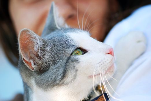 white cat in child  hands portrait side view