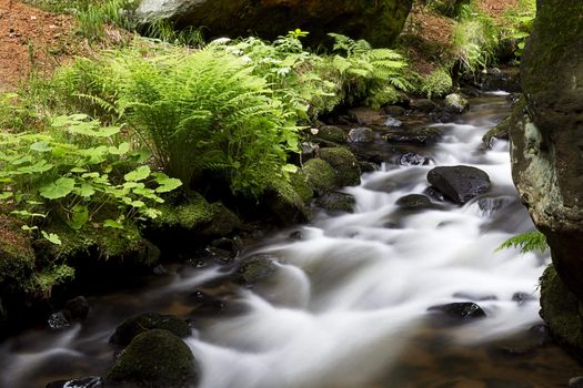 small stream in the woods