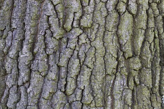 background texture of a bark