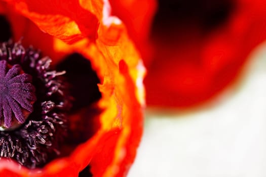 closeup of a red poppy flower