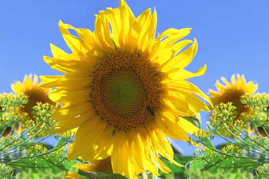 Yellow sunflower against the blue sky
