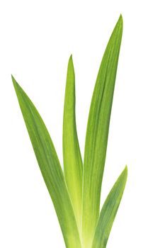 green iris leafs isolated on white background