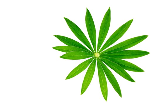 isolated green lupine leaf on white background