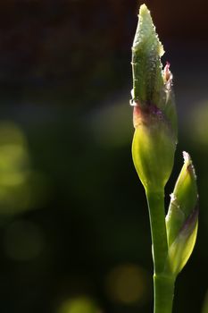 bud of a yellow iris with water drops
