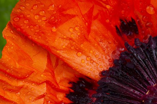 closeup of a quarter red poppy on green background