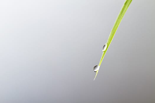 closeup of two water drops on a green leaf