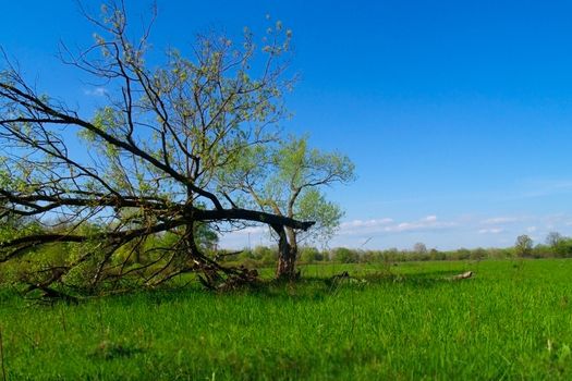  Ukraine  /tree against the blue sky/