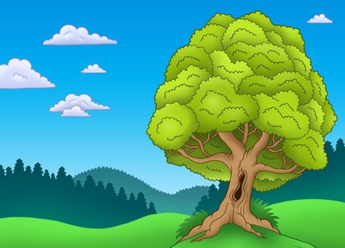 Big leafy tree in landscape - color illustration.