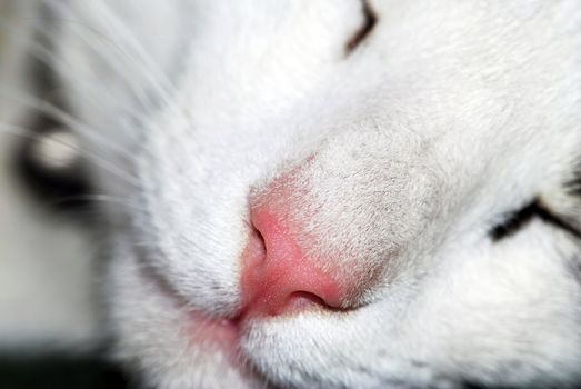 white cat with pink nose sleeping portrait close up