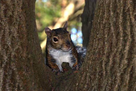 Brown and white squirrel posing on the tree