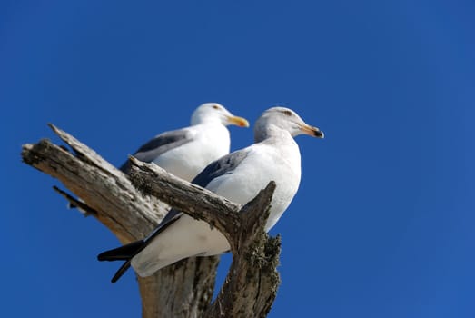 Two seagulls standing on the tree shown against blue sky.