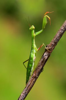 Juvenile Mantis religiosa, praying mantis on a stick

