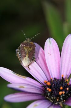 bug in a flower in the nature