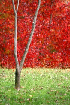 nice and cold autumn landscape