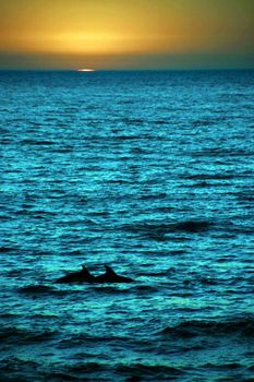 Dolphin in the blue ocean