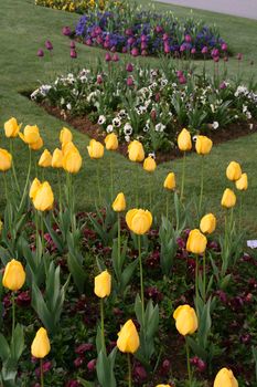 tulips flowers of the spring