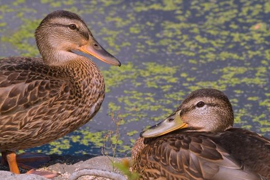 pair of wild ducks on the lake