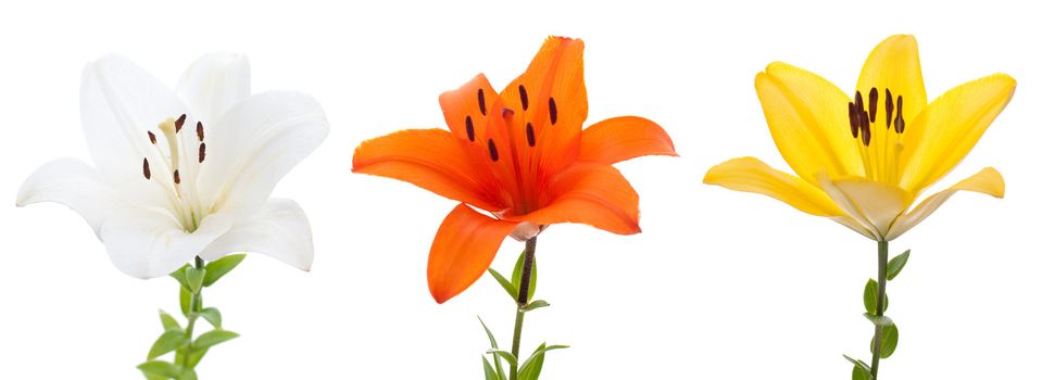 Three fresh lilys isolated on a white background.