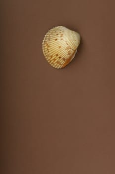 An image of a sea shell