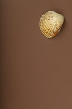 An image of a sea shell