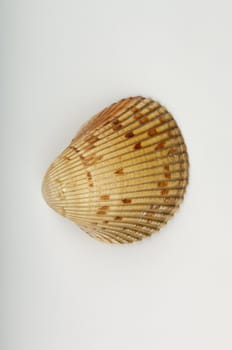 An image of a sea shell