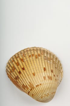 An image of a sea shell