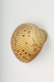 An image of a sea shell