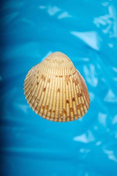 An image of a sea shell