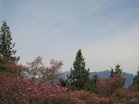 blooming trees and mountain view