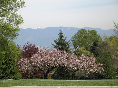 large garden in the summer