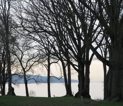 trees in a park by the ocean