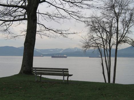 trees in a park by the ocean