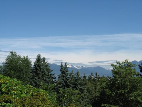 trees and mountain top view