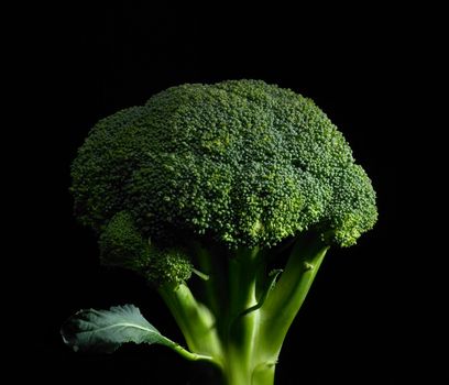 fresh vivid green broccoli on black background