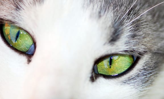 green eyes of white cat closeup texture