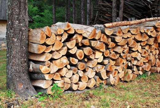 wood in pile by tree in forest outdoor