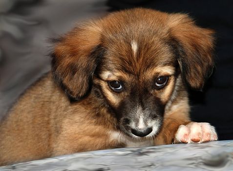 guilty little yellow dog portrait over gray