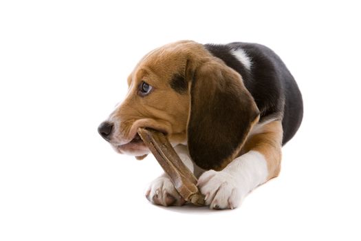 Adorable young puppy dog chewing on a bone on white background