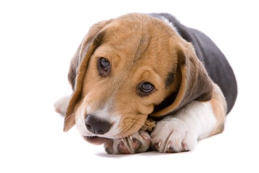 Adorable young beagle pup chewing on it's bone