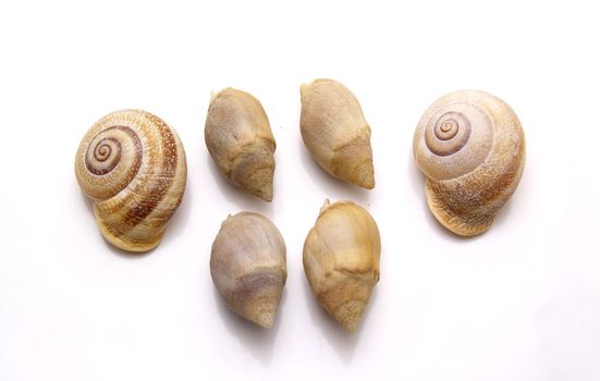 snails of sea isolated in white bot