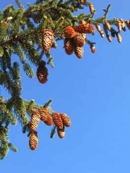 fir tree branches with cones over blue background