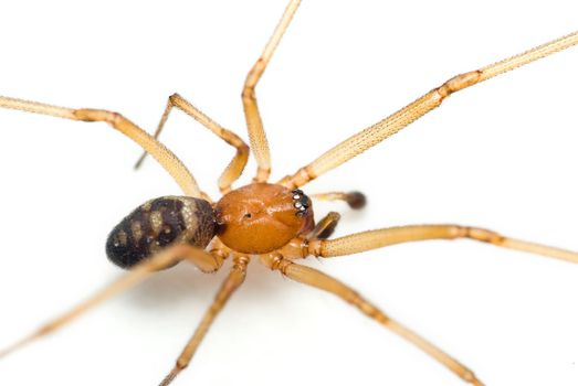 Spider - Steatoda grossa, cupboard spider, dark comb-footed spider, brown house spider or false black widow