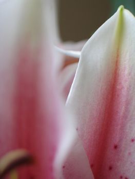 pink flower extreme close up