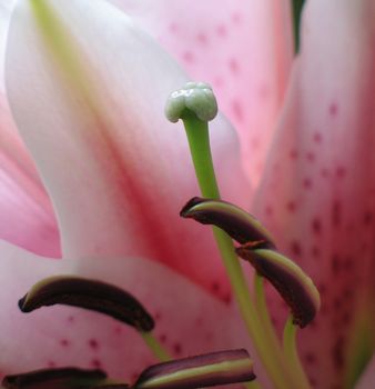 pink flower extreme close up