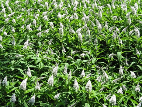 white cone flowers in a field